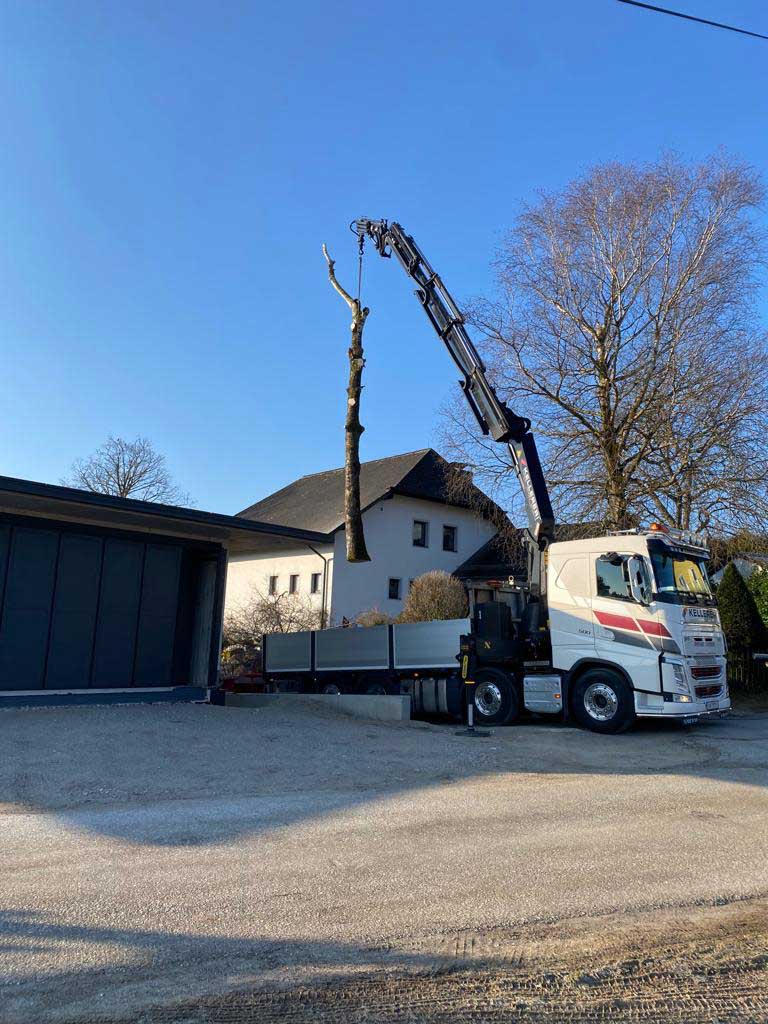 Kellererbau aus Anthering bei Salzburg Baumstamm entfernen und abtransportieren
